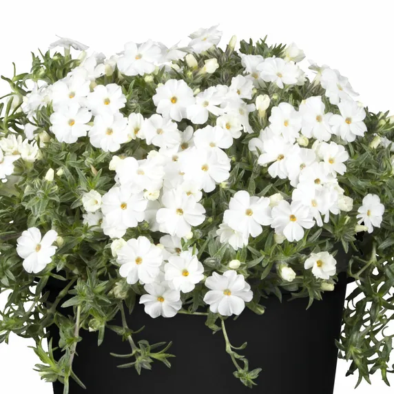 Phlox douglasii 'White Admiral' - image 2