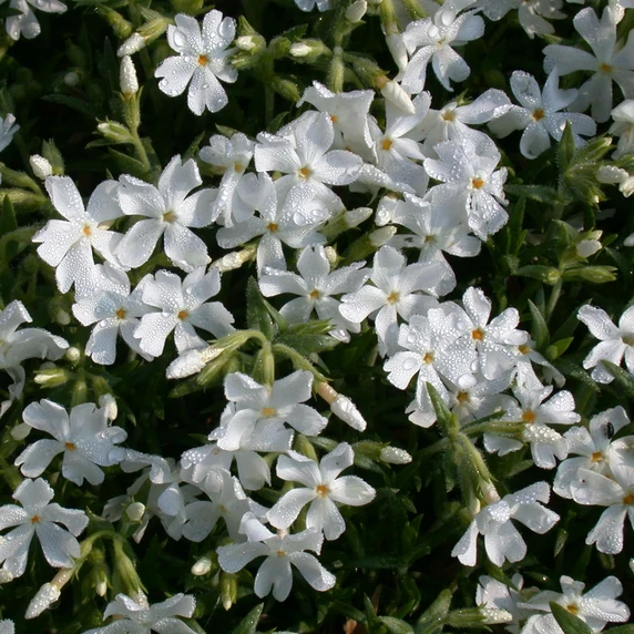 Phlox douglasii 'White Admiral' - image 1