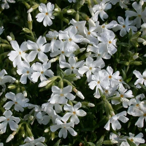 Phlox douglasii 'White Admiral' - image 1