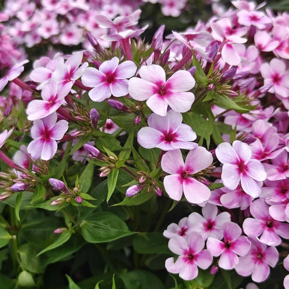 Phlox paniculata 'Early Lavender Pop'