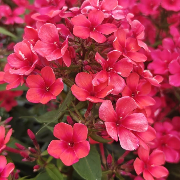 Phlox paniculata 'Early Red'