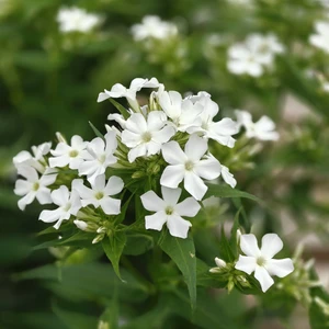 Phlox paniculata 'Early White'