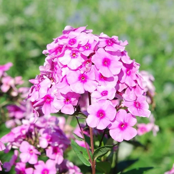 Phlox paniculata 'Eva Cullum'