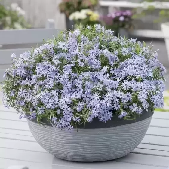 Phlox subulata 'Fabulous Blue Dark Centre' 9cm