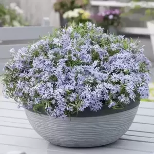 Phlox subulata 'Fabulous Blue Dark Centre' 9cm