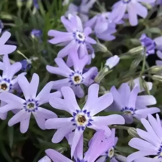 Phlox subulata 'Fabulous Blue Violet' 9cm