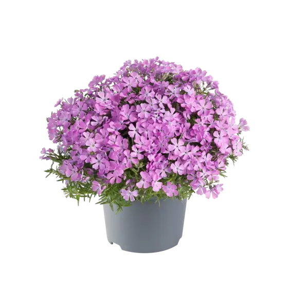 Phlox subulata 'Fabulous Rose' 9cm