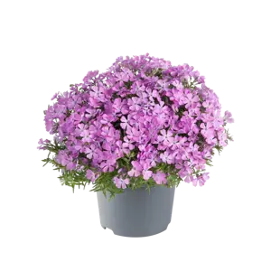 Phlox subulata 'Fabulous Rose' 9cm