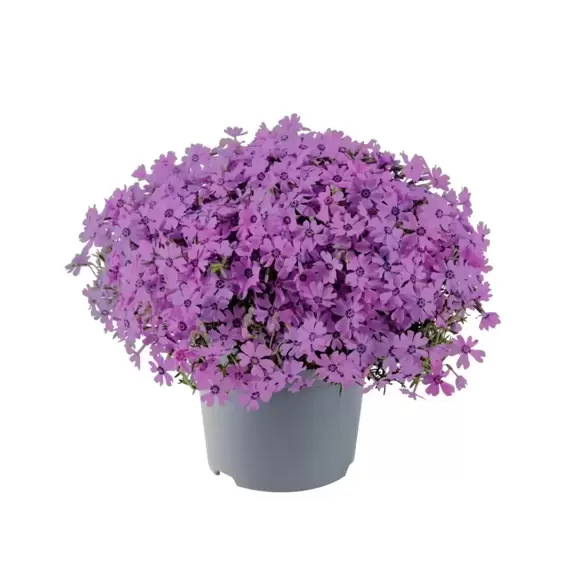 Phlox subulata 'Fabulous Rose Dark Eye' 9cm