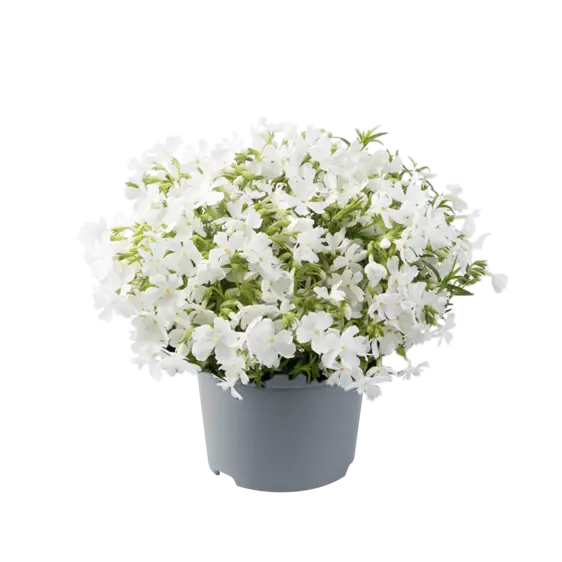 Phlox subulata 'Fabulous White' 9cm - image 1