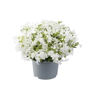 Phlox subulata 'Fabulous White' 9cm - image 1