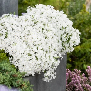 Phlox subulata 'Fabulous White' 9cm - image 2