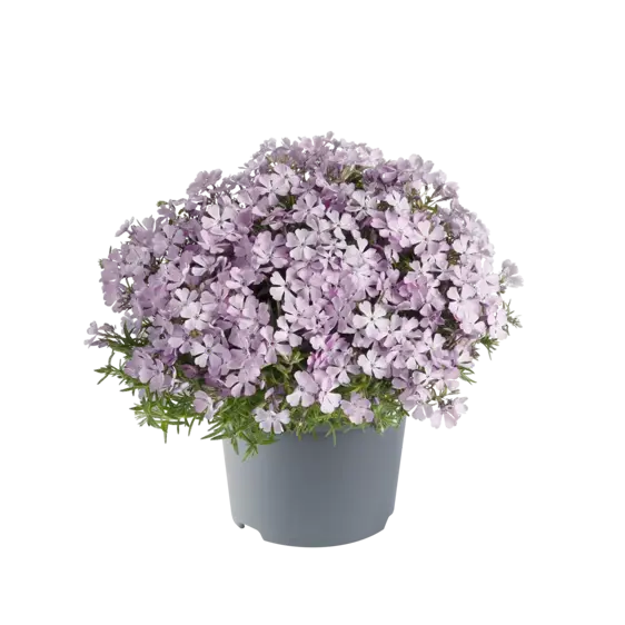 Phlox subulata 'Fabulous White Light Rose' 9cm