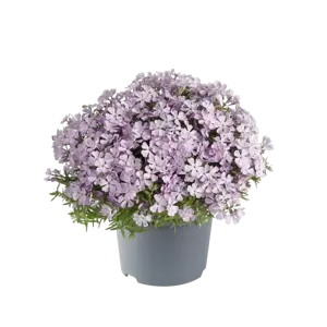 Phlox subulata 'Fabulous White Light Rose' 9cm