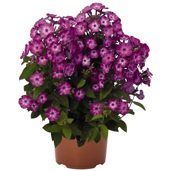 Phlox paniculata 'Flame™ Purple Eye' - image 2