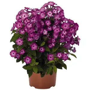 Phlox paniculata 'Flame™ Purple Eye' - image 2