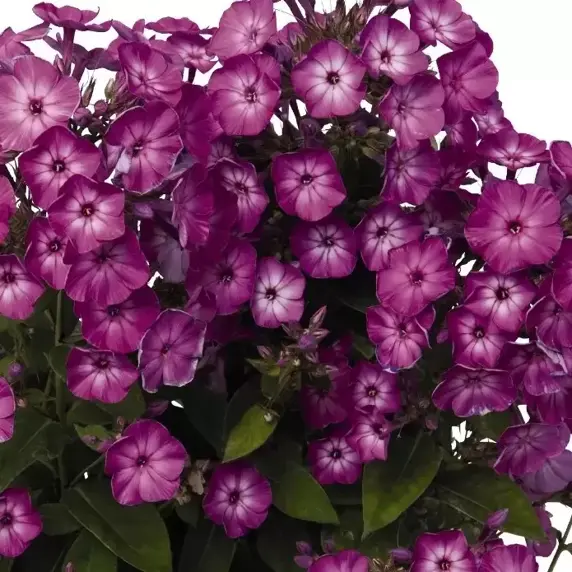 Phlox paniculata 'Flame™ Purple Eye' - image 1