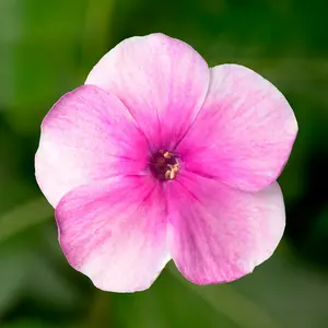 Picture - Syngenta Flowers