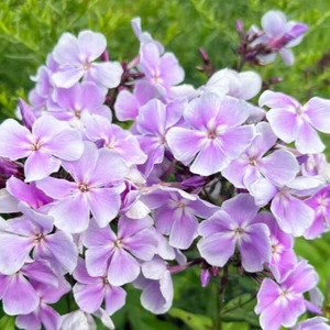 Phlox paniculata 'Franz Schubert'