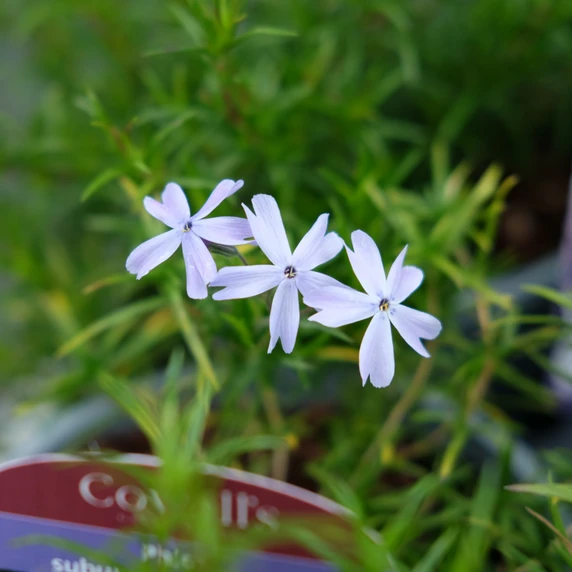 Phlox subulata 'G.F. Wilson'