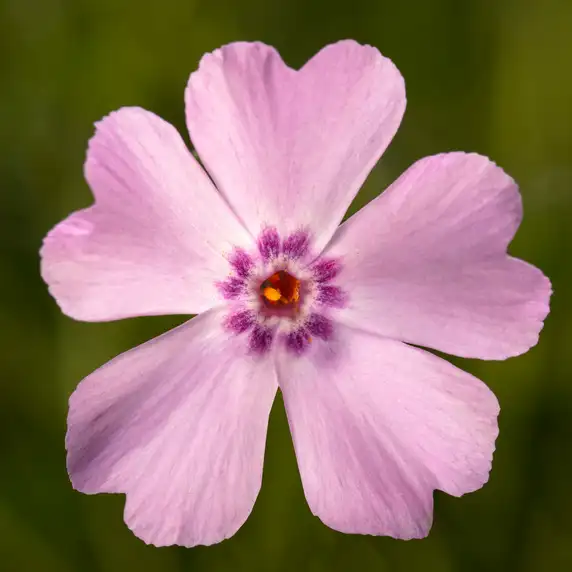 Phlox subulata 'Goldiphlox Light Pink' - image 1