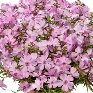 Phlox subulata 'Goldiphlox Light Pink' - image 2