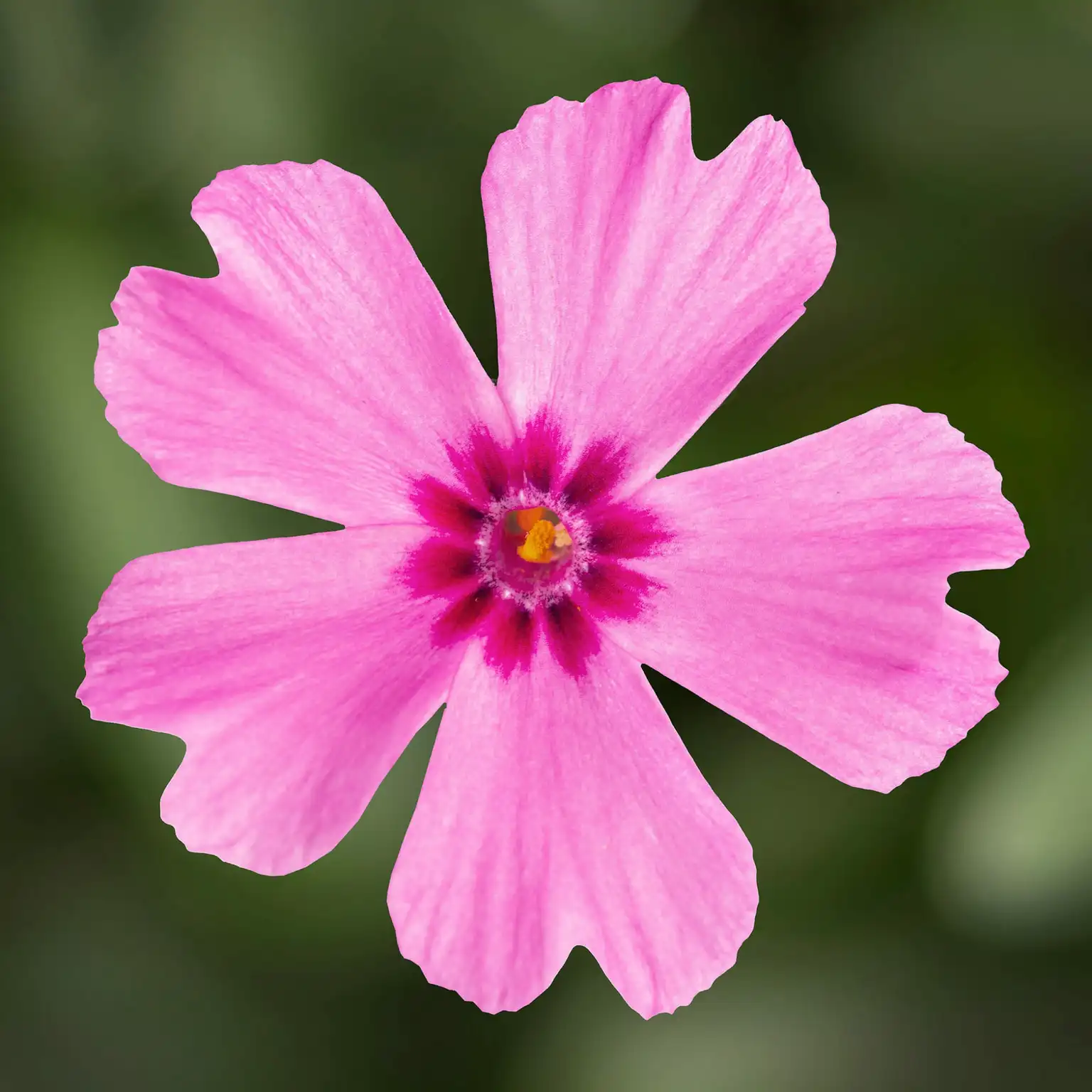 Phlox subulata 'Goldiphlox Pink with Eye' - Cowell's Garden Centre