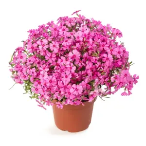 Phlox subulata 'Goldiphlox Pink with Eye' - image 2