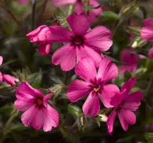 Phlox subulata 'Goldiphlox Pink with Eye' - image 3