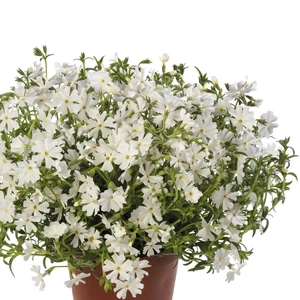 Phlox subulata 'Goldiphlox White'