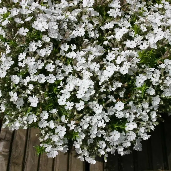 Picture Credit - Kernock Park Plants Ltd.