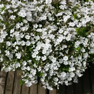 Picture Credit - Kernock Park Plants Ltd.