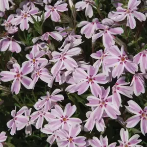Phlox subulata 'Kimono Pink-White' 1L