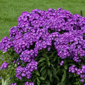 Phlox paniculata 'Laura' 1L