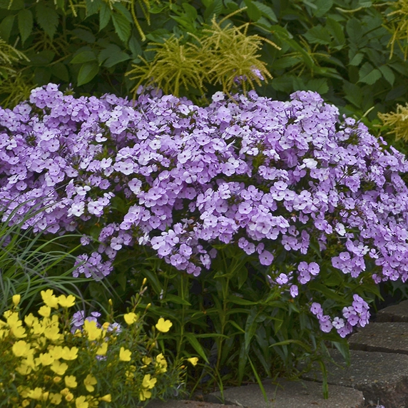 Phlox 'Opening Act Blush'