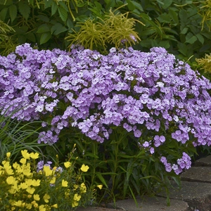 Phlox 'Opening Act Blush'