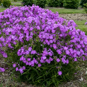 Picture - Walter's Gardens Inc.