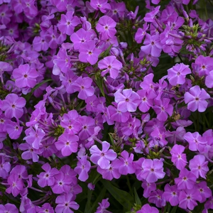 Picture - Walter's Gardens Inc.