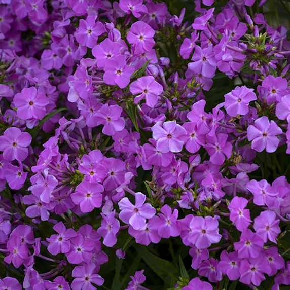 Phlox 'Opening Act Romance'