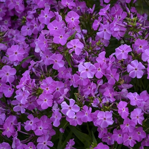Phlox 'Opening Act Romance'