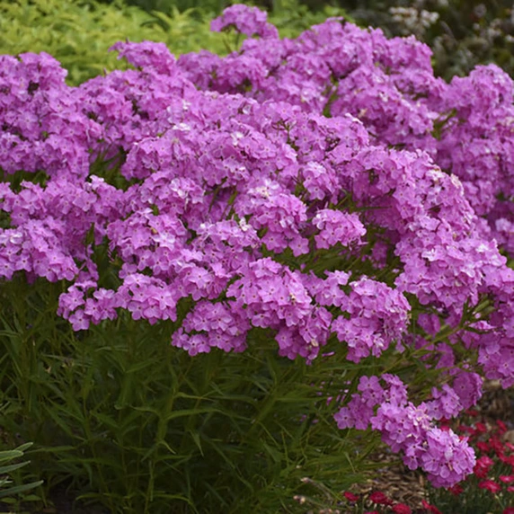 Phlox 'Opening Act Ultrapink'