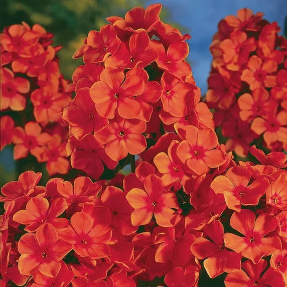 Image Credit: Syngenta Flowers