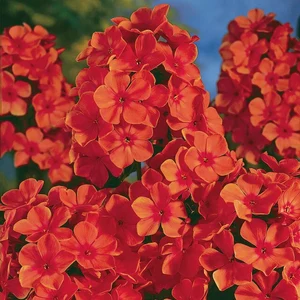 Image Credit: Syngenta Flowers