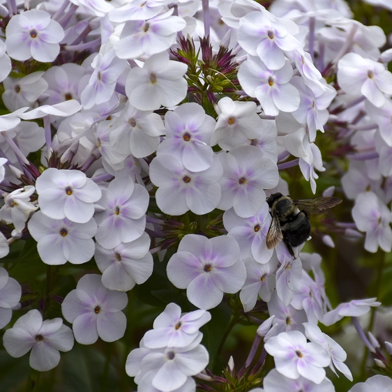 Picture - Walter's Gardens Inc.