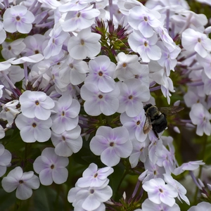 Picture - Walter's Gardens Inc.