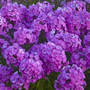 Picture - Walter's Gardens Inc.