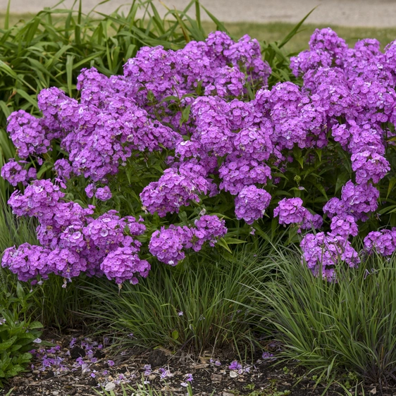 Picture - Walter's Gardens Inc.