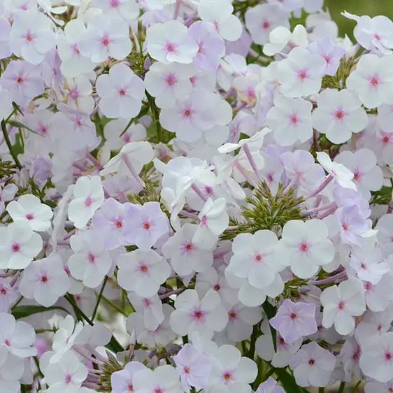 Picture - Darwin Perennials.