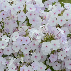 Picture - Darwin Perennials.