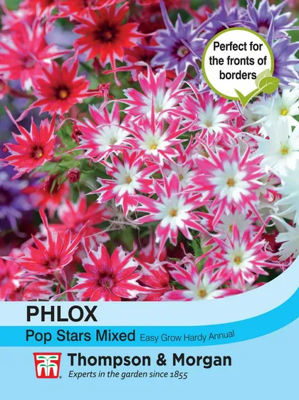 Phlox Popstars - image 1